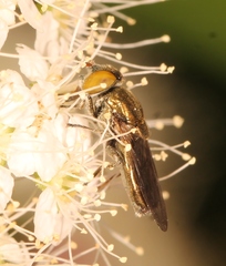 Riponnensia splendens