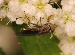 Riponnensia splendens