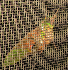 Euchloron megaera