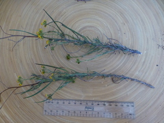 Senecio rosmarinifolius