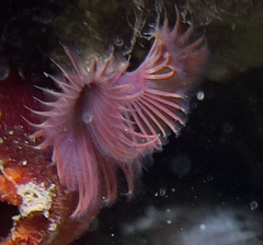 Serpula vermicularis