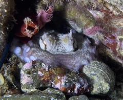 Serpula vermicularis