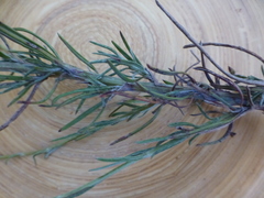 Senecio rosmarinifolius