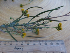 Senecio rosmarinifolius