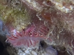 Serpula vermicularis