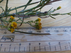 Senecio rosmarinifolius
