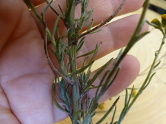 Senecio rosmarinifolius