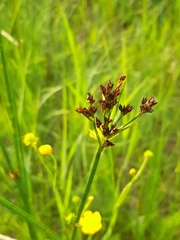 Juncus atratus