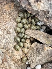 Pronolagus randensis