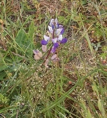 Lupinus variicolor