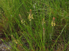 Struthiola tomentosa