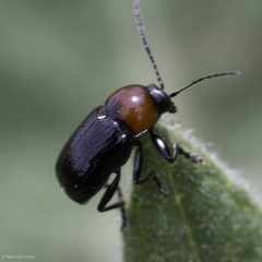 Cryptocephalus sanguinicollis
