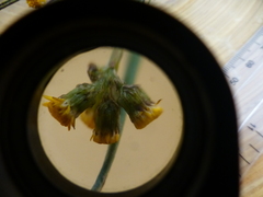 Senecio rosmarinifolius