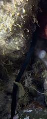 Bonellia viridis