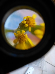 Senecio rosmarinifolius