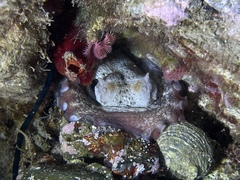 Bonellia viridis