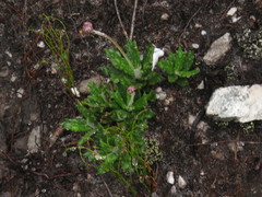Hermas quinquedentata