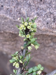 Phyllanthus macranthus