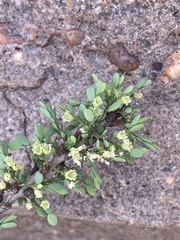 Phyllanthus macranthus