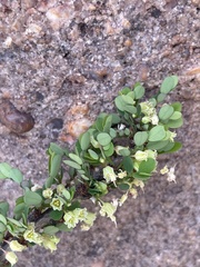 Phyllanthus macranthus
