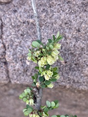 Phyllanthus macranthus