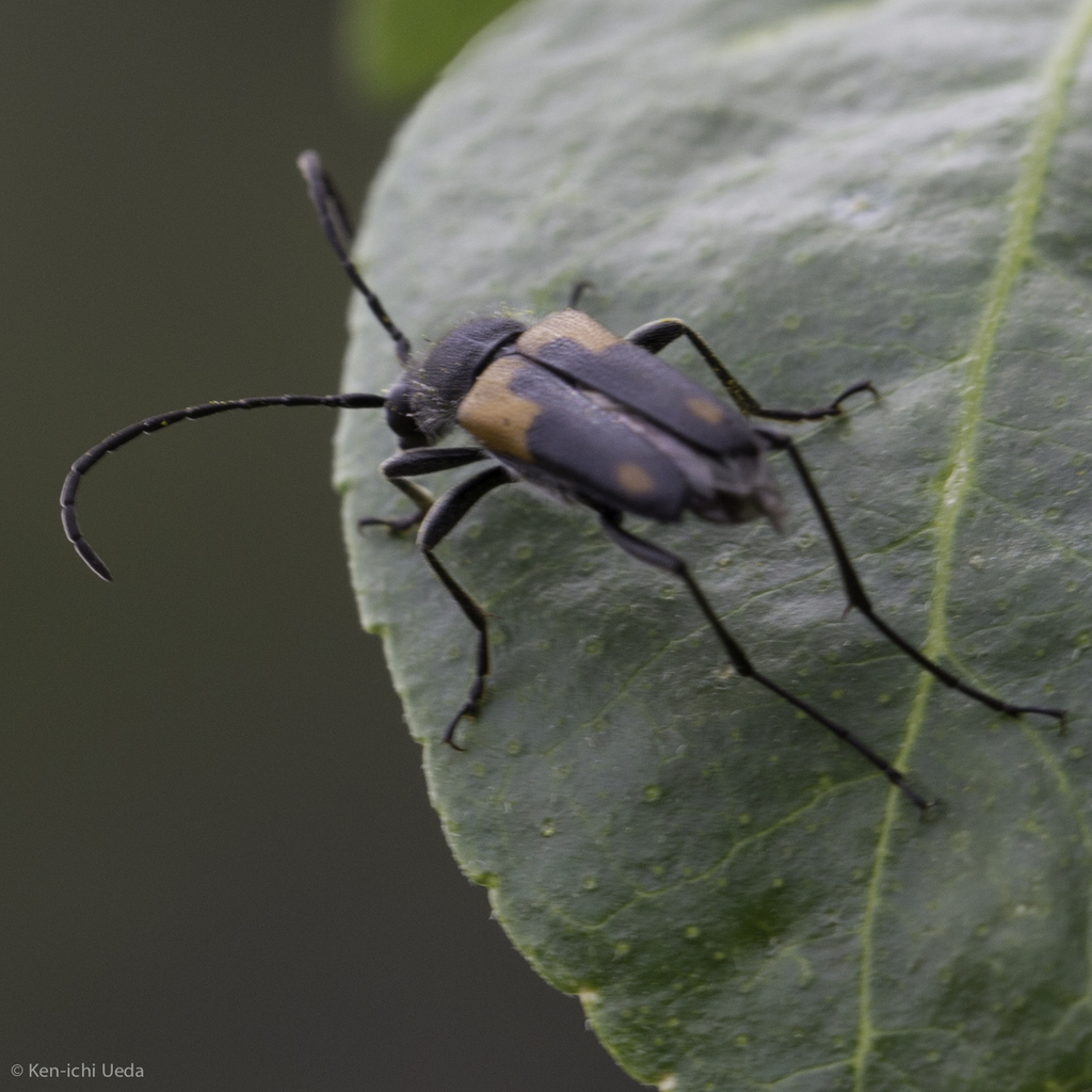 Dimorphic Flower Longhorn