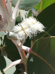 Eucalyptus pleurocarpa