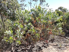 Eucalyptus pleurocarpa