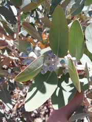 Eucalyptus pleurocarpa