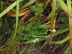 Hermas quinquedentata