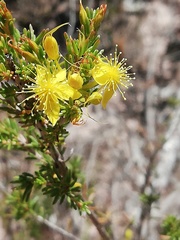Calytrix flavescens