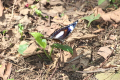 Hypolimnas bolina