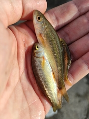 Sarmarutilus rubilio