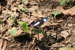 Hypolimnas bolina