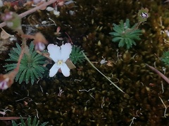 Stylidium spinulosum
