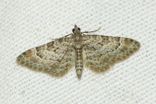 Gymnoscelis rufifasciata