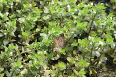 Junonia atlites