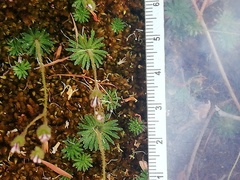 Stylidium spinulosum