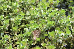 Junonia atlites