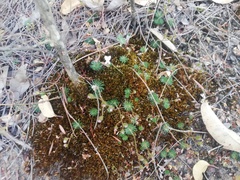 Stylidium spinulosum