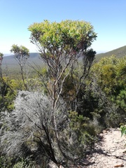 Eucalyptus buprestium