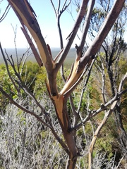 Eucalyptus buprestium
