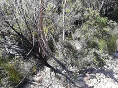 Eucalyptus buprestium