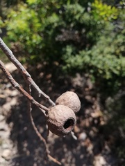 Eucalyptus buprestium