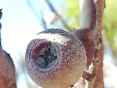 Eucalyptus buprestium