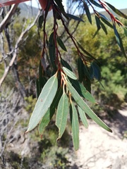 Eucalyptus buprestium