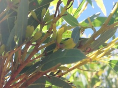 Eucalyptus buprestium