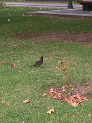 Turdus chiguanco