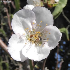 Prunus amygdalus