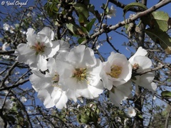Prunus amygdalus